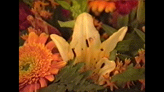 Shabbat-Hatan-Raz-iris-1992